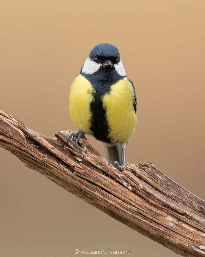 #birdwatching: Wonderful Bird Photography by Alessandro Tramonti