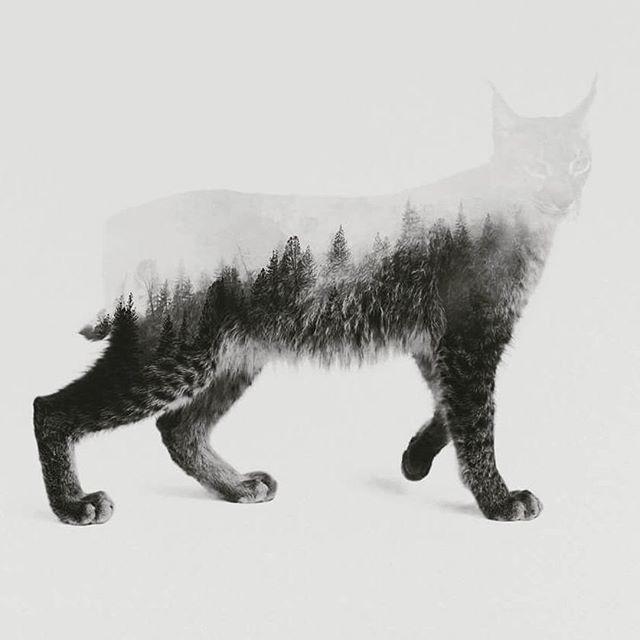 Andreas Lie, lynx, composite, illustration, collage