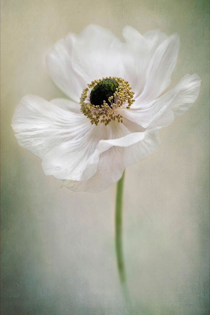 Anemone de Caen by Jacky Parker