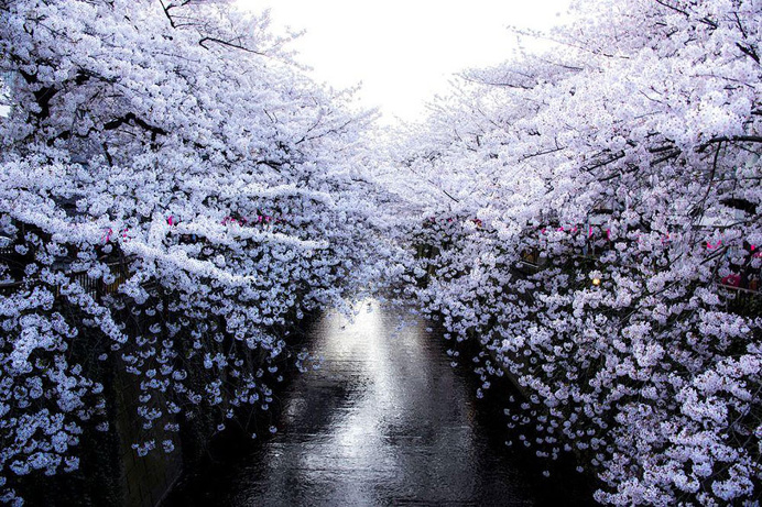 Stunning Photos of Japan's Cherry Blossom by Nationwide Geographic