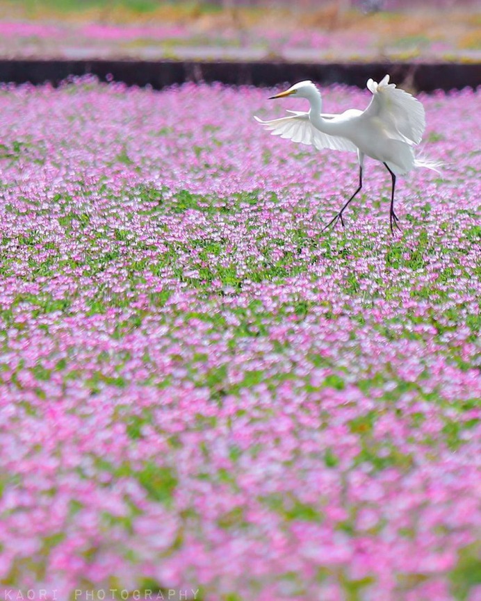 #flora_addict: Adorable Flower and Plant Photography by Kaori Hoshimoto