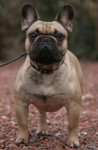 File:Confucius De la Parure.jpg - Wikipedia, the free encyclopedia #bulldog #photography #french