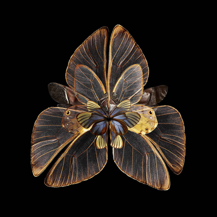 blooms of butterflies wings