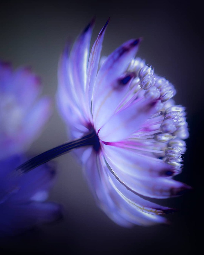 #splendid_flowers: Beautiful Flowers Photography by Hege Odegard