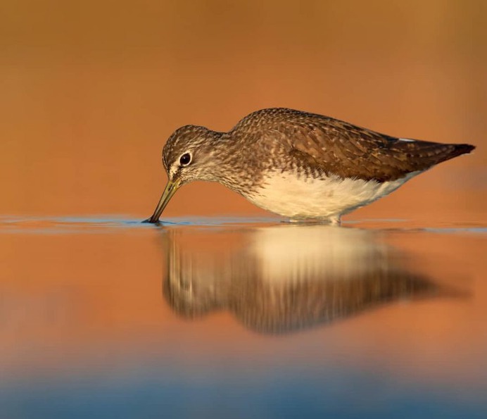 Birds of Italy: Beautiful Birds Photography by Lorenzo Magnolfi