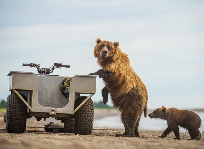 Stunning Photographs of Wild Animals by Andy Parkinson