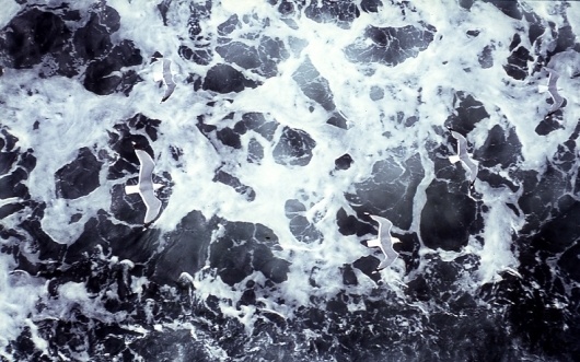 seagullsk.jpg 800×500 pixels #sea #water