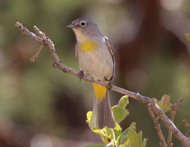 Virginia's Warbler, UTAH
