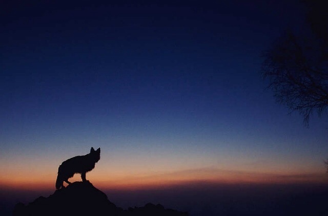 T H E D I G G E S T . C O M #ramble #alone #sunset #wolf