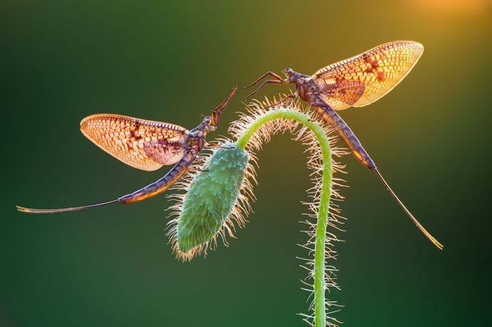 Mayflies by Petar Sabol