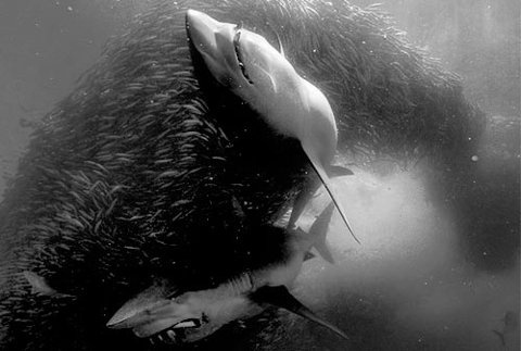 StevenTaylorPhoto - WEB LOG #sharks #underwater #los #angeles