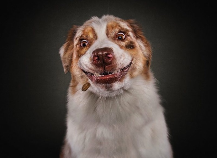 Christian Vieler Captures Hilarious Portraits of Dogs Catching Treats