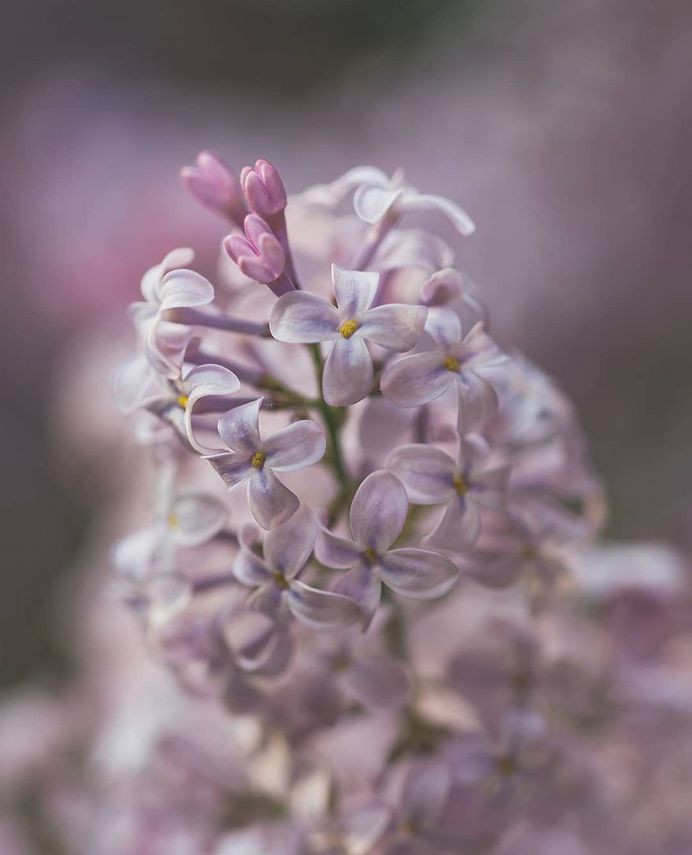 #splendid_flowers: Fantastic Flowers Photography by Elena Shavlovska