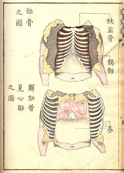Kaishi Hen, an 18th Century Japanese anatomical atlas | The Public Domain Review #japanese #anatomical