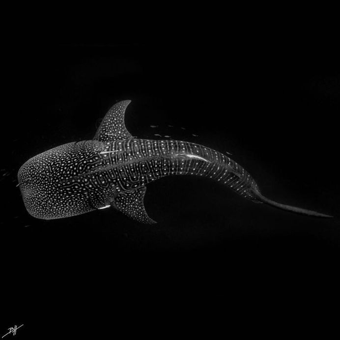 Striking Underwater Photography by Ben Hicks