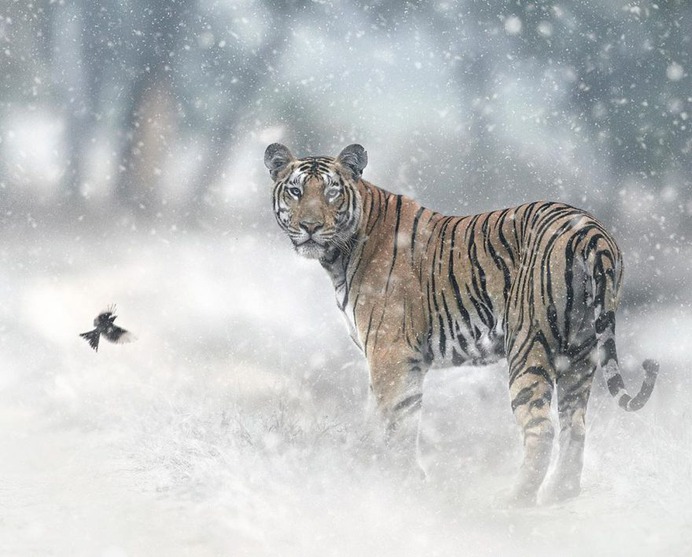 Dramatic Portraits of Wildlife Big Cats by Shaaz Jung