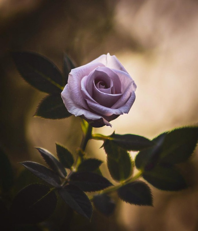 #flowerstagram: Creative Flowers Photography by Hiko Takahashi