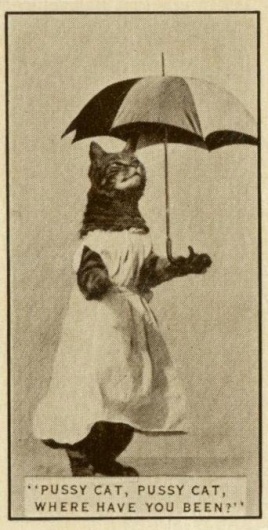 plastic+bertrand+016.jpg (342×675) #weird #vintage #cat