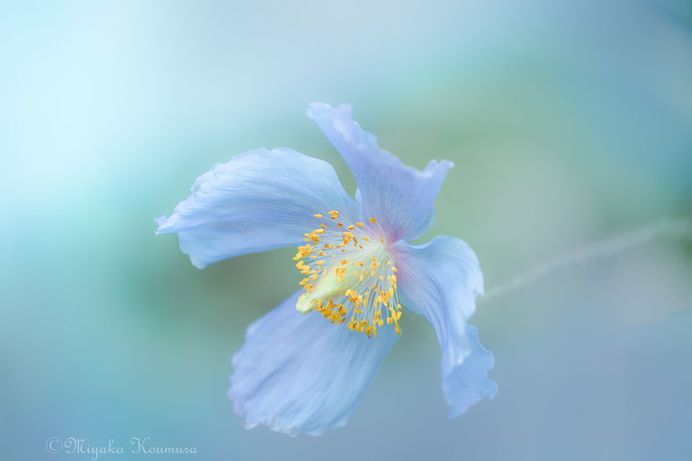 Beautiful Macro Flower Photography by Miyako Koumura