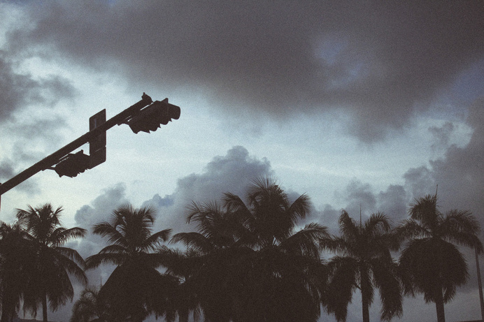 #Photography #Florida #Palm #Trees #Sky #Light #50mm #VSCO