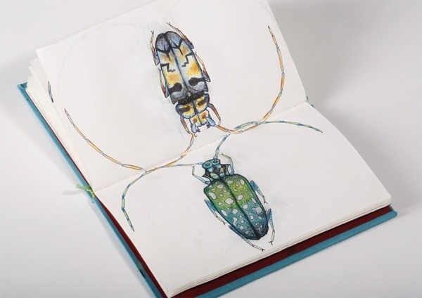 Le mond des insectes / ESAG Penninghen, Paris on the Behance Network #illustration #bugs #drawings