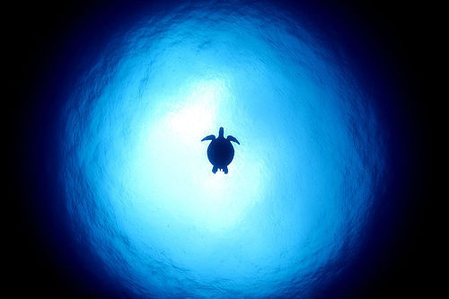 a brainless thinker #ocean #water #sea #turtle #blue