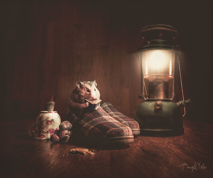 Tracy Willis Uses Photoshop to Create Surreal Photos of Her Pets