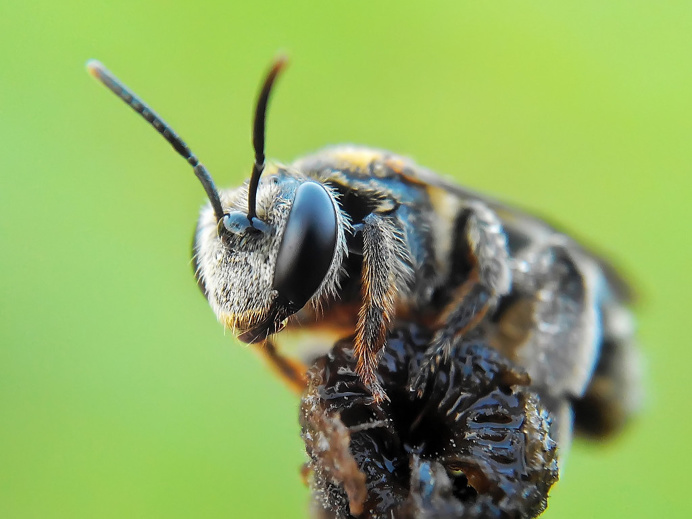 Stunning Macro Photography of Insects by Okqy Setiawan #macro #photography #insect