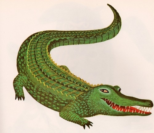 Hand Drawn by Hand #croc