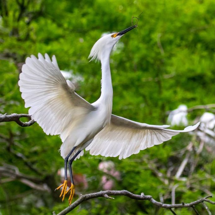 #your_best_birds: Creative Bird Photography by Bill Hoag
