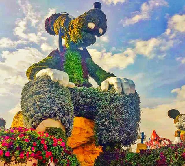 Petunia and Alternanthera Flowers on Goofy's Topiary art at the Dubai Miracle Garden.