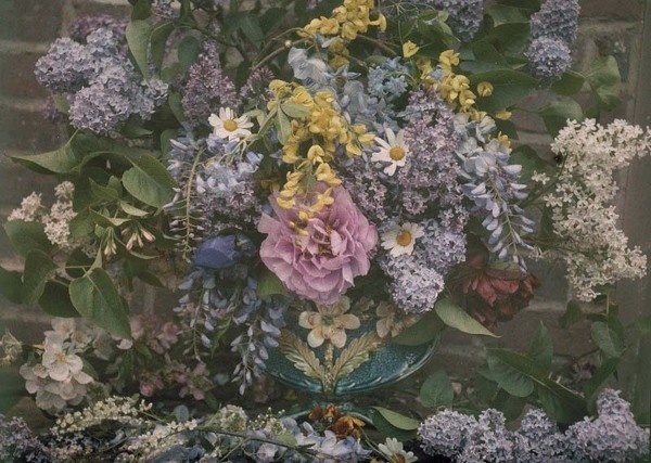 En couleurs et en lumière la photographie autochrome 1903-1931 #france #photography #colors #vintage #flowers