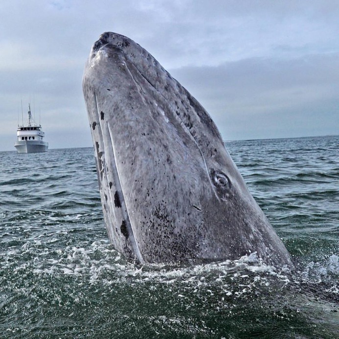 Mind-Blowing Wildlife and Underwater Photography by Thomas Peschak