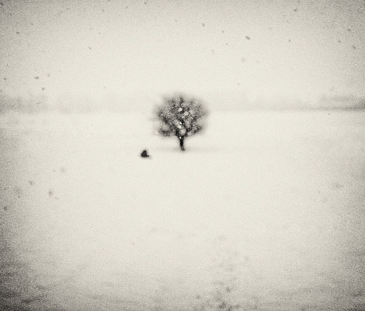 Haiku Under The Snowflakes, With Passing Bird And A Tree, photography by Andrei Baciu #snow #tree