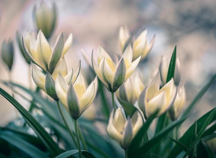 #splendid_flowers: Fantastic Flowers Photography by Elena Shavlovska