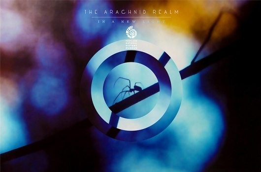 Eastern Design Bureau #blue #arachnid #photo #spider