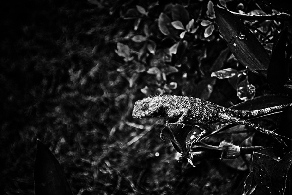 Hidden beauty of nature #hidden #nature #lizard
