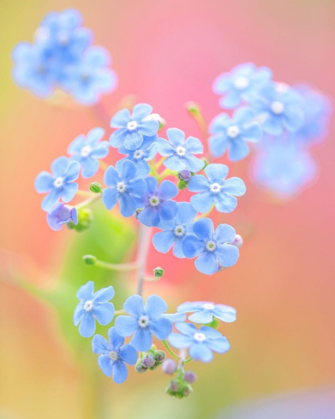 #flora_addict: Adorable Flower and Plant Photography by Kaori Hoshimoto