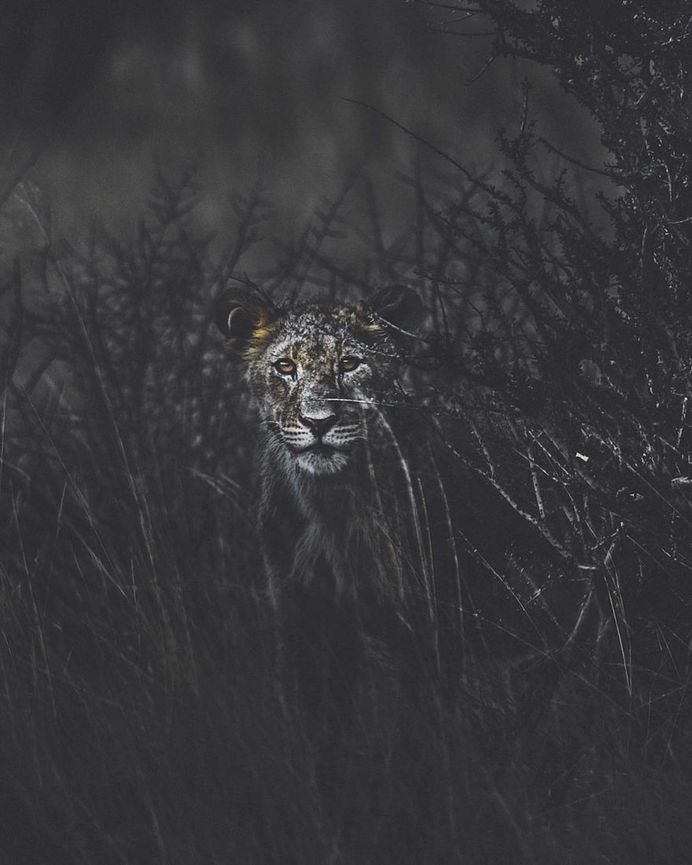 Breathtaking Portraits of Wild Animals by Donal James Boyd