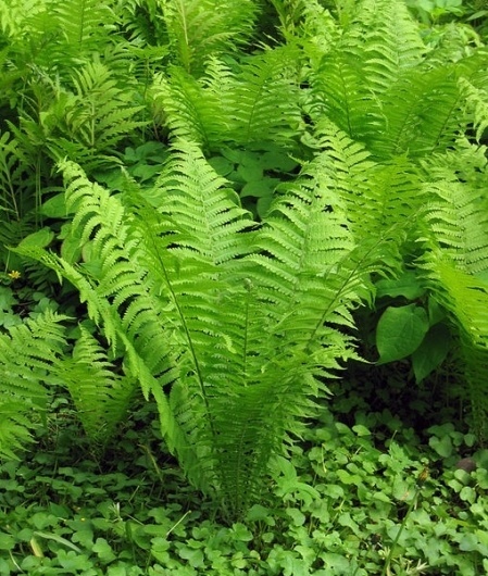 Google Image Result for http://www.plantcare.com/oldSite/httpdocs/images/namedImages/Ostrich_Fern.jpg #ferns