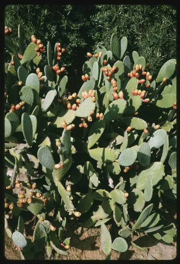 Cactus along Ojai Santa Paula Hwy #cactus #ojai
