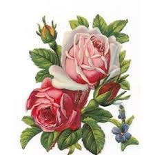 vintage seed packets