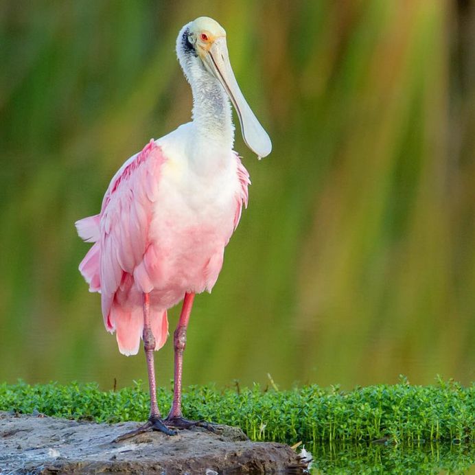 #kings_birds: Stunning Bird Photography by Ben Knoot