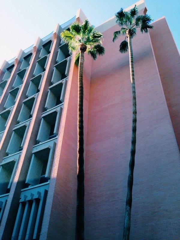 From weareorangejuice.com #pink #palm #trees