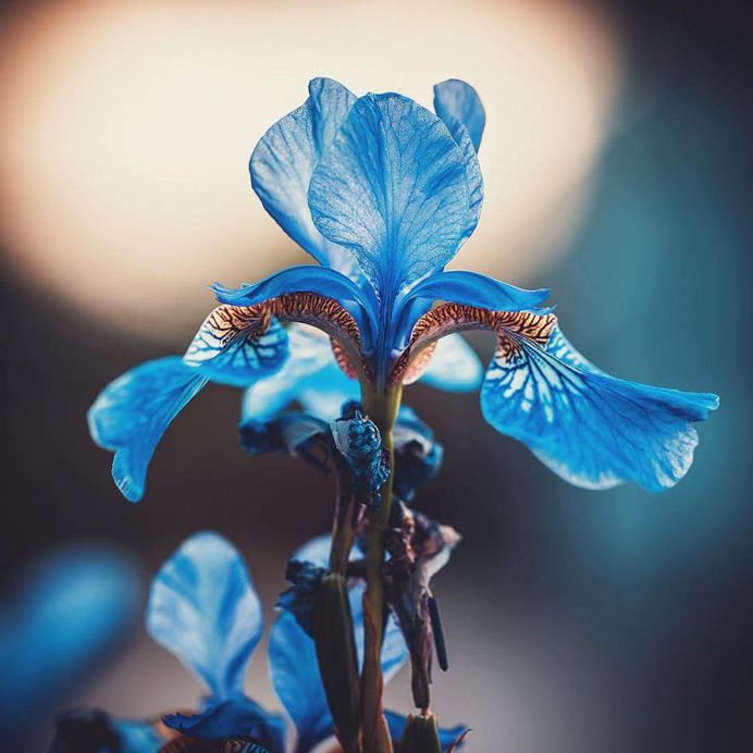 Fabulous flower photography by Stadtkind