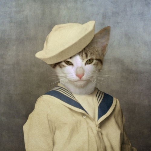 Kitschy Living #sailor #cat