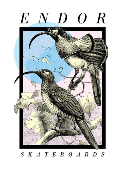 BIRDS