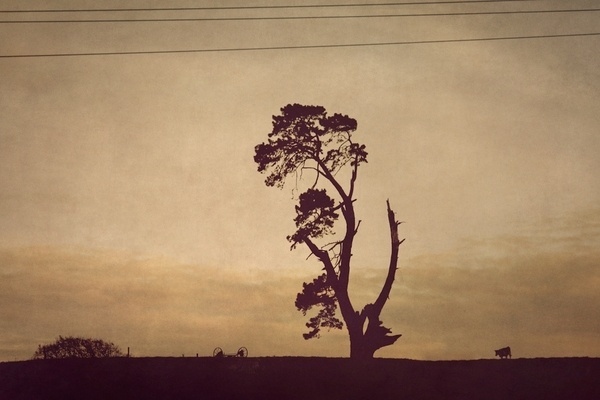 Tales from the Midlands II on the Behance Network #curve #field #tree #sepia #wires #photography #branches #isolation
