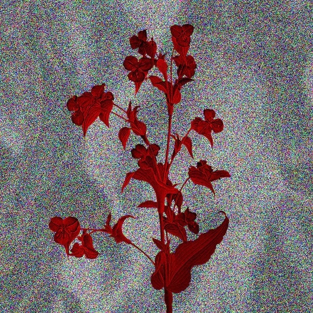 #friday #flower #series 02 —B.