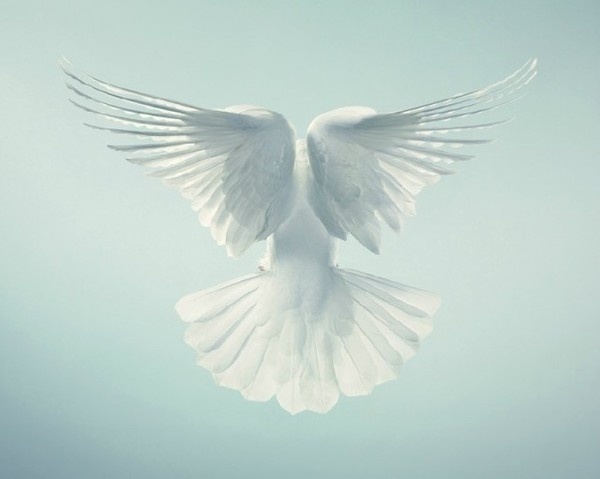 Zoom Foto #animal #photo #bird